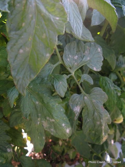 Figure 2. Symptoms of powdery mildew on tomato leaves in Florida.